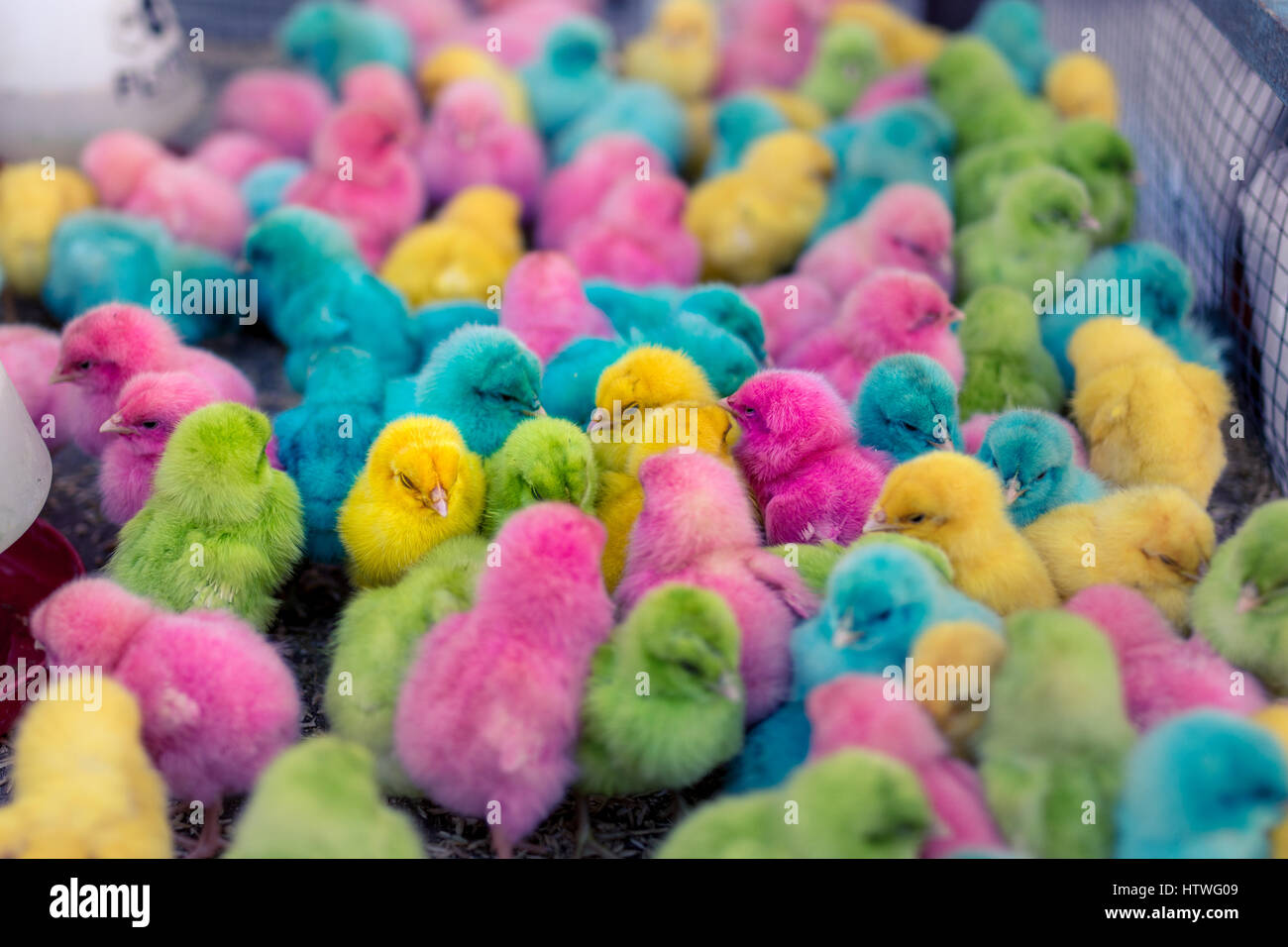 Nouveauté couleur coloré poussins morts dans un enclos cage pour la vente à un marché asiatique. Banque D'Images