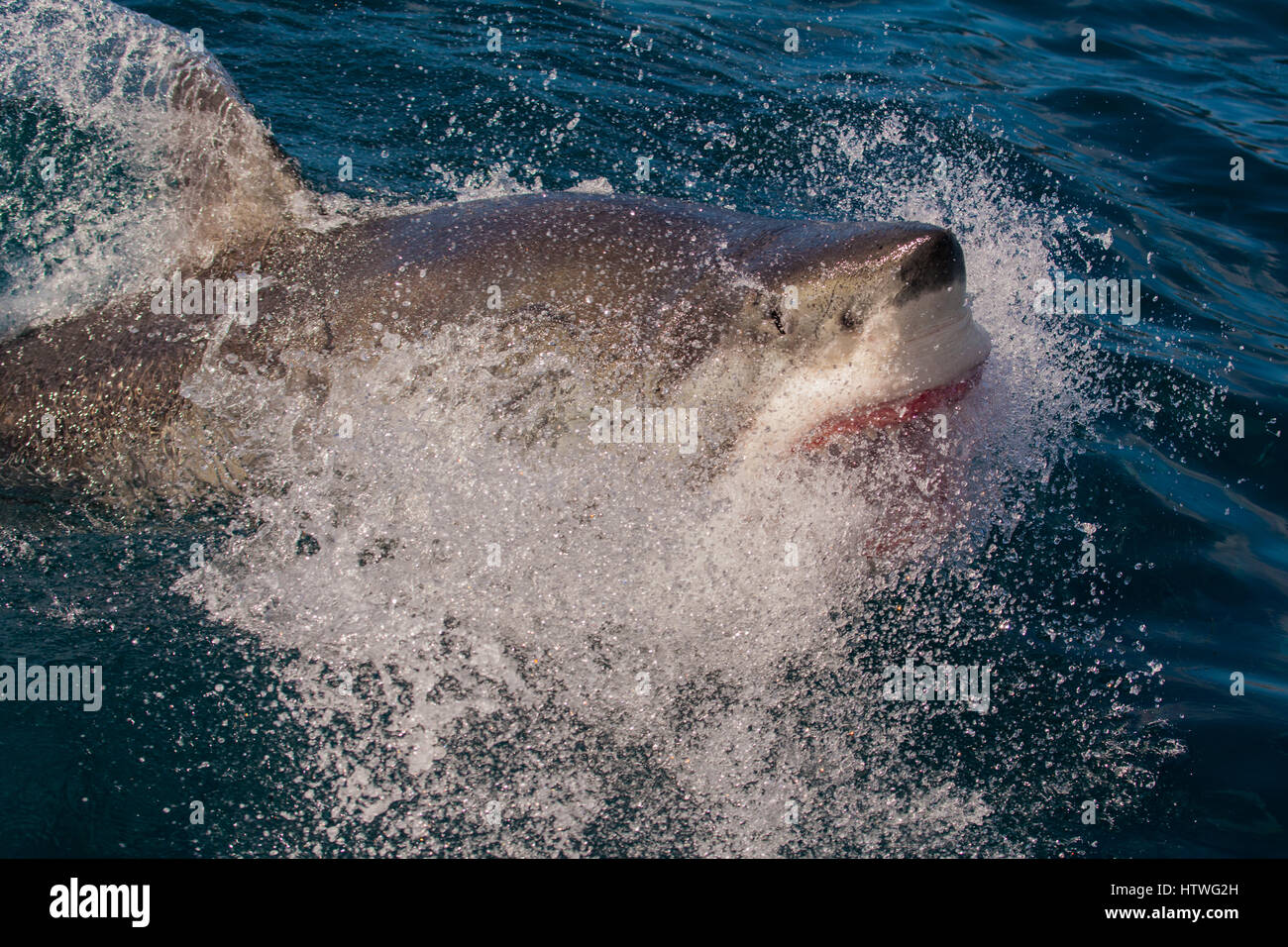 Grand requin blanc (Carcharodon carcharias) Banque D'Images