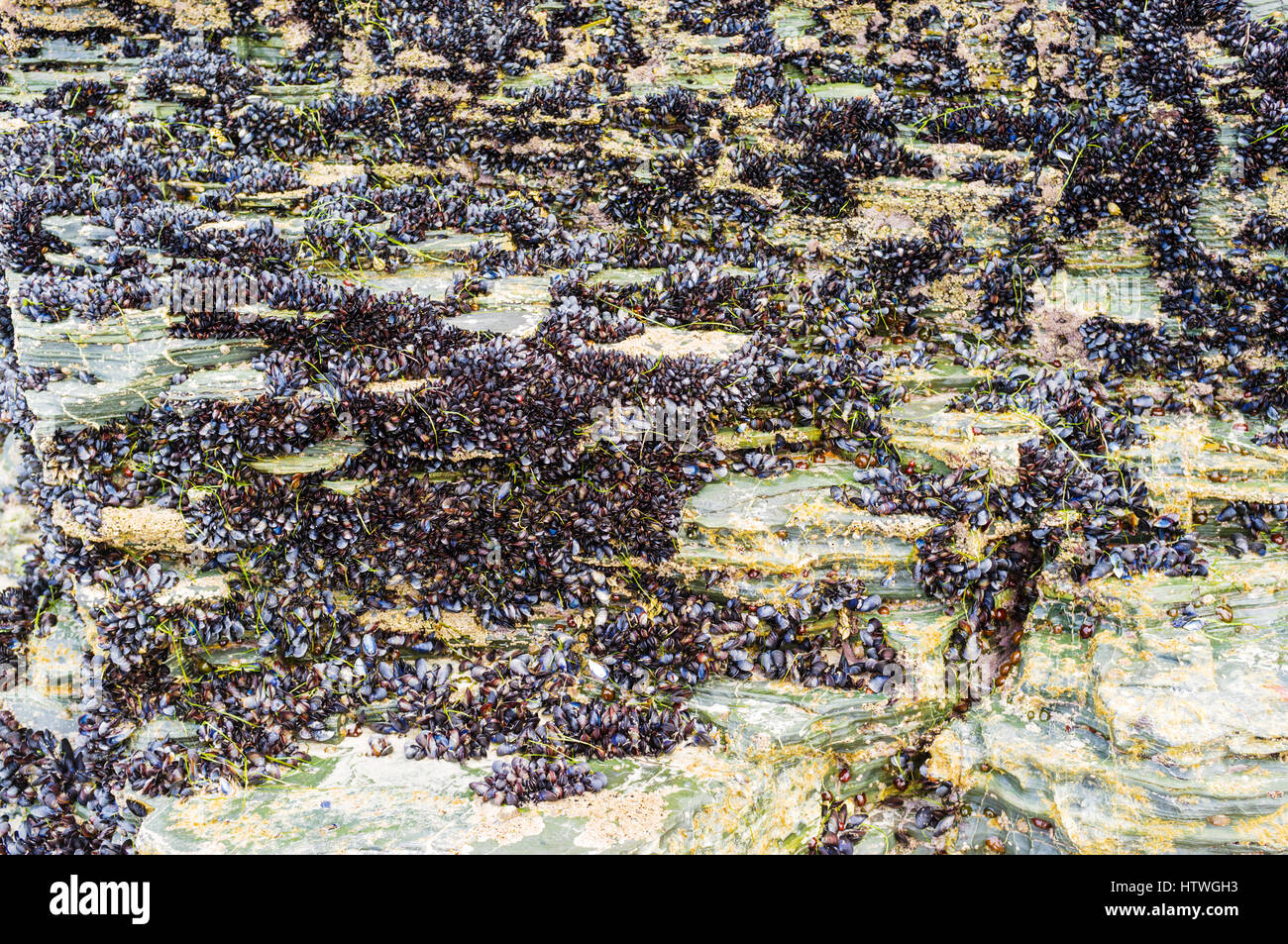 Moules (Mytilus galloprovincialis) ont adhéré à la paroi de rocher à la plage des Cathédrales monument naturel à ribadeo lugo province, municipalité, galic Banque D'Images