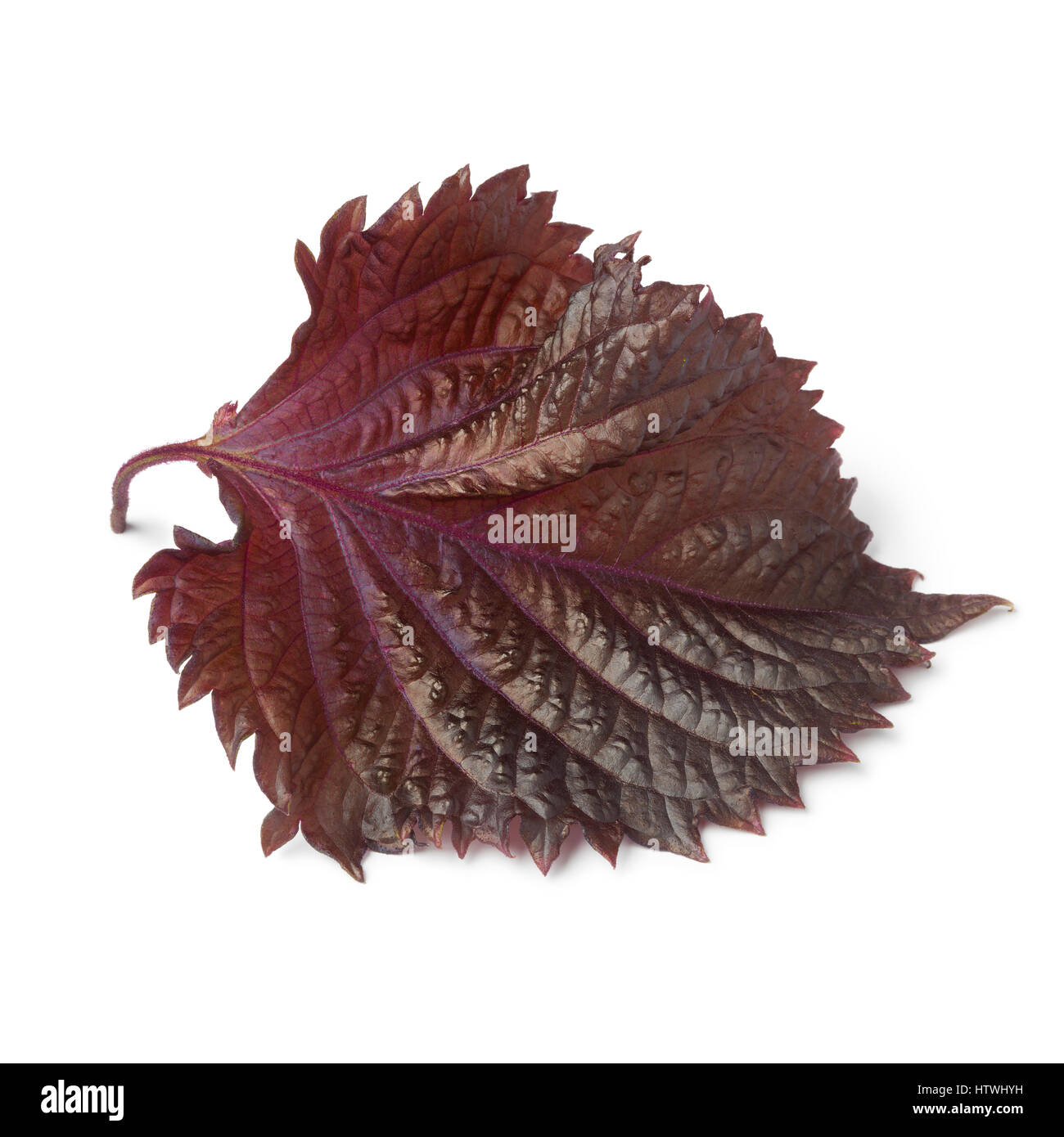 Frais unique red shiso feuille sur fond blanc Banque D'Images