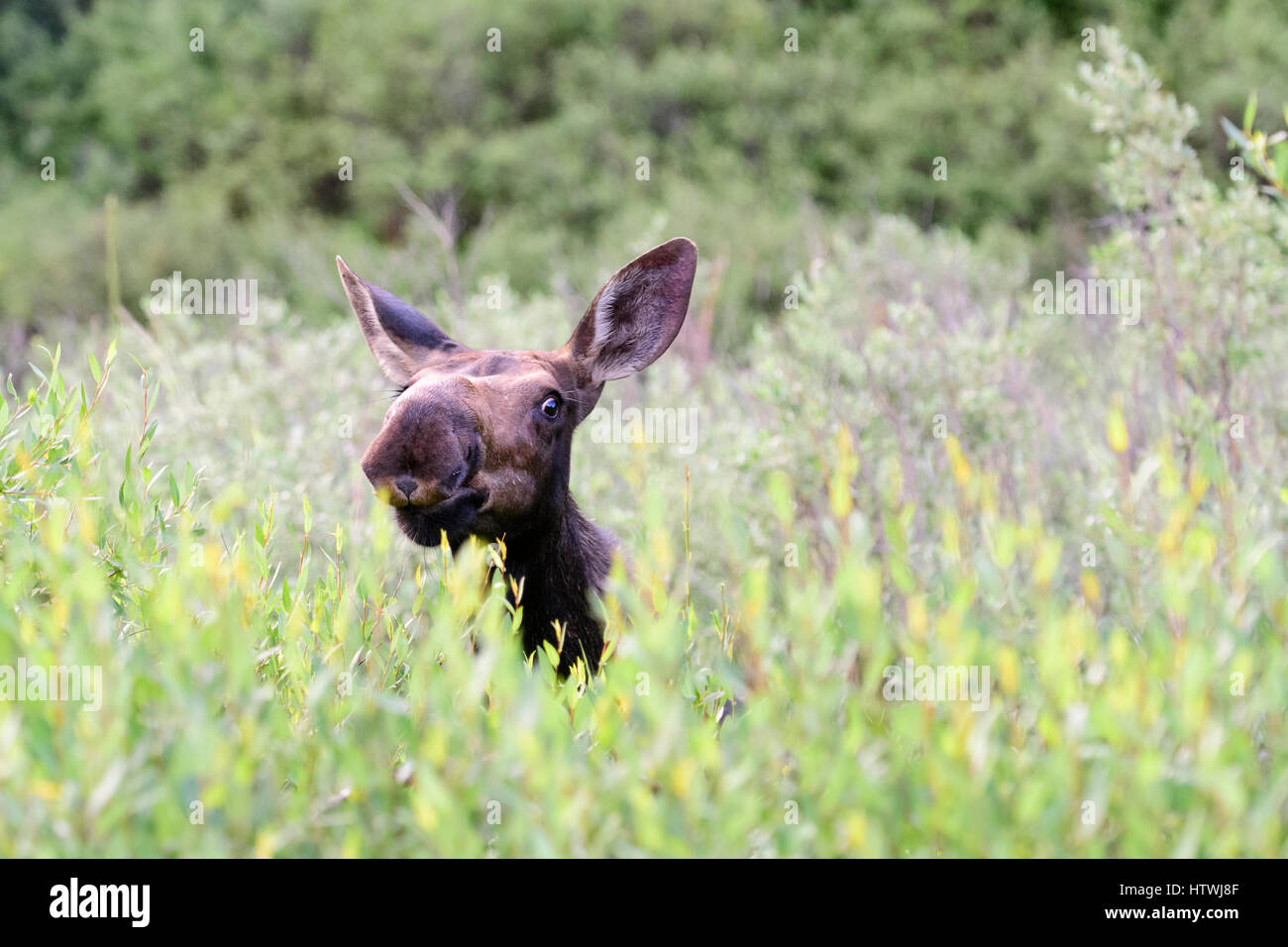 Une vache de l'orignal (Alces alces) à la croix, l'Amérique du Nord Banque D'Images Une vache de l'orignal (Alces alces) à la croix, l'Amérique du Nord Banque D'Images