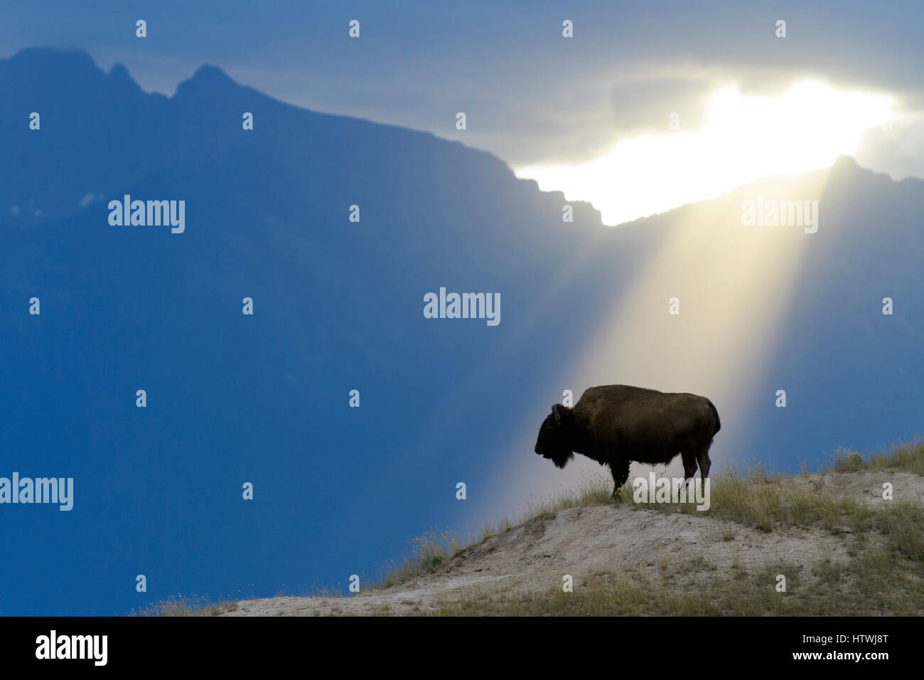 Des faisceaux de lumière brille sur une vache (Bos bison bison), en Amérique du Nord Banque D'Images