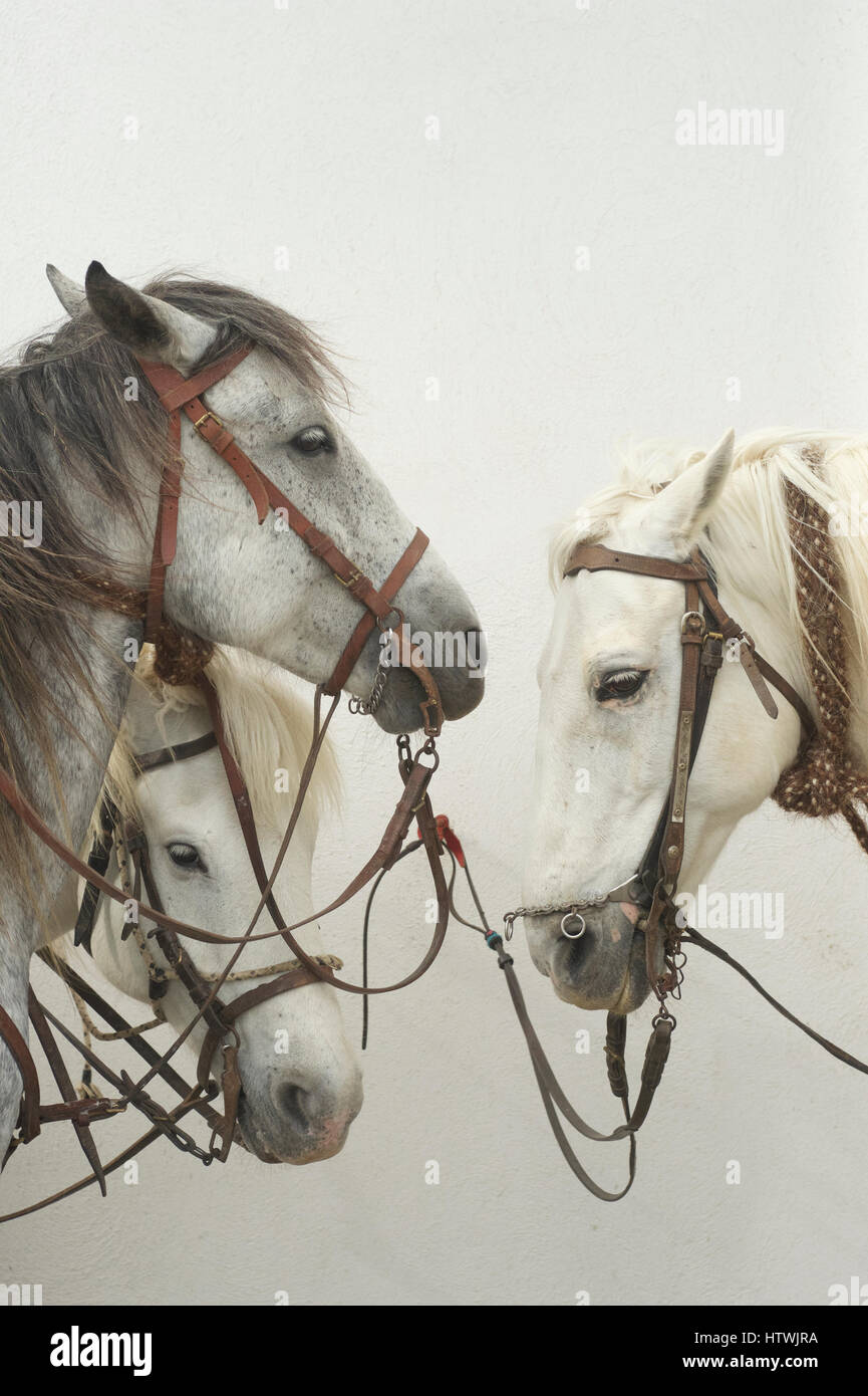 Tree chevaux blancs en Camargue , France. Le cheval Camargue est une ancienne race de cheval indigène de la région de la Camargue dans le sud de la France il est généralement considéré comme l'une des plus anciennes races de chevaux au monde. Banque D'Images