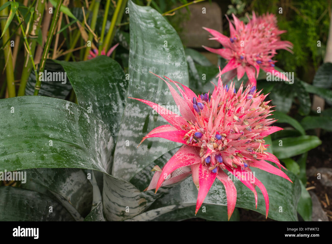 Aechmea fasciata poussant dans un jardin intérieur à thème tropical à Edmonton, Alberta Banque D'Images