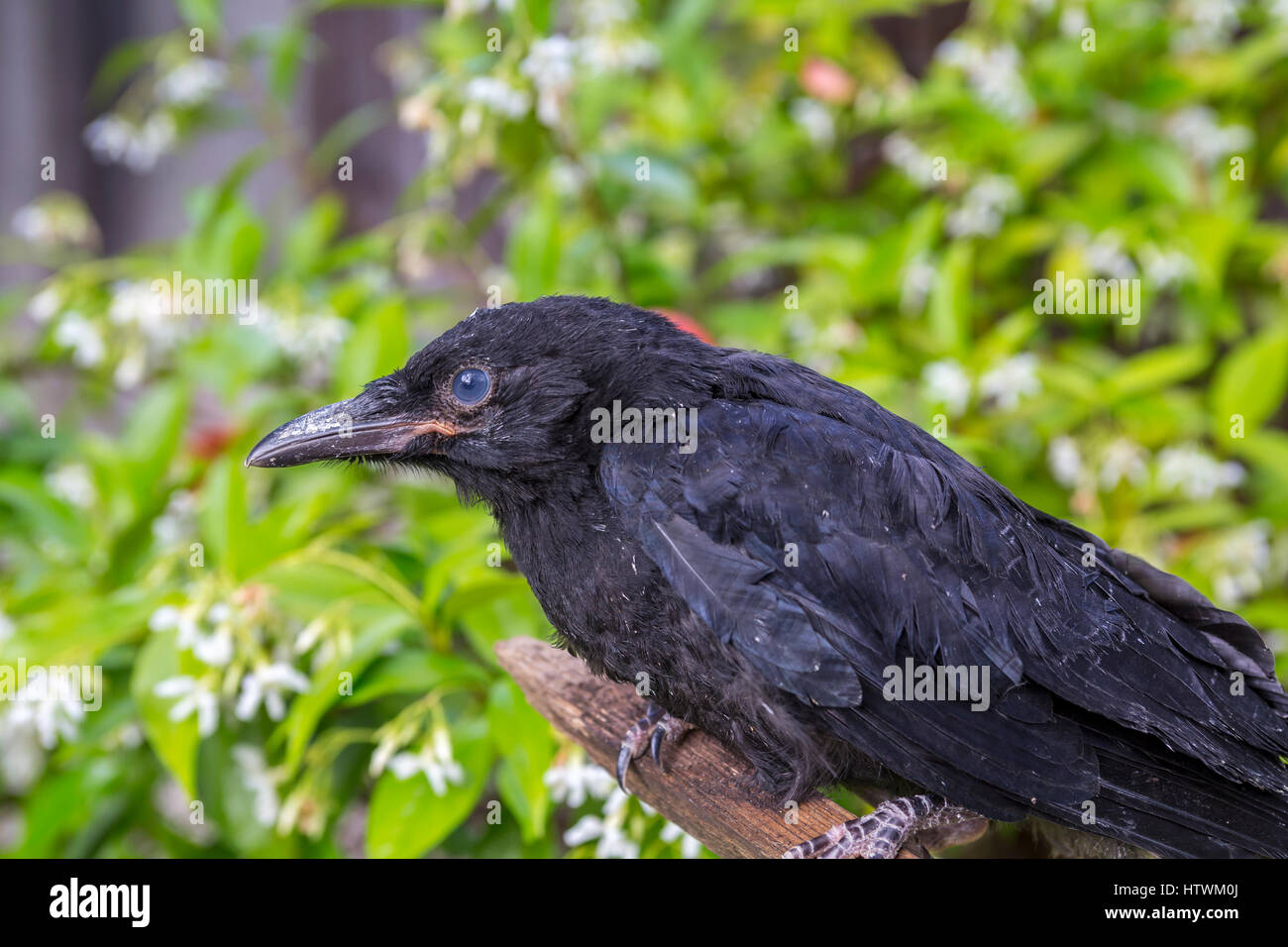 Juvenile Crow Banque D Image Et Photos Alamy Juvenile Crow Banque D Image Et Photos Alamy