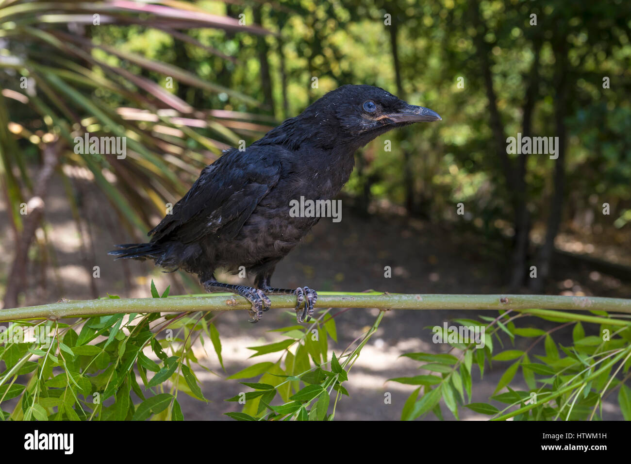 Corneille d'Amérique, jeune, crow crow juvénile, oiseau blessé, blessé, oiseau tombé du nid, Novato, comté de Marin, en Californie Banque D'Images
