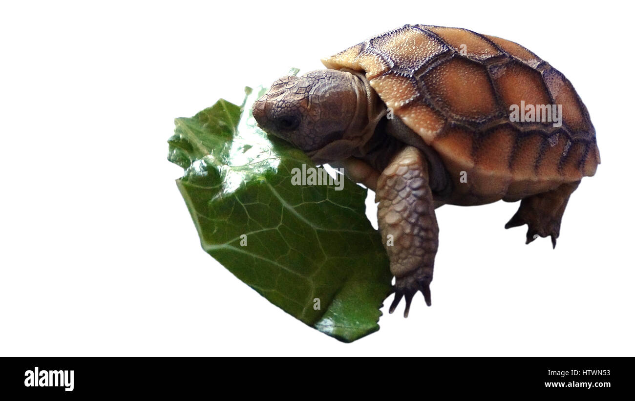 Manger une tortue bébé isolé leaf Banque D'Images