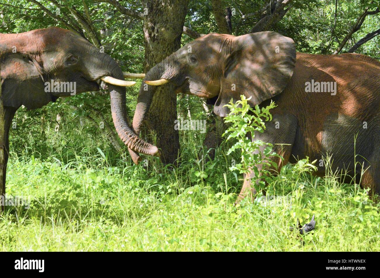 Les éléphants en Afrique Banque D'Images