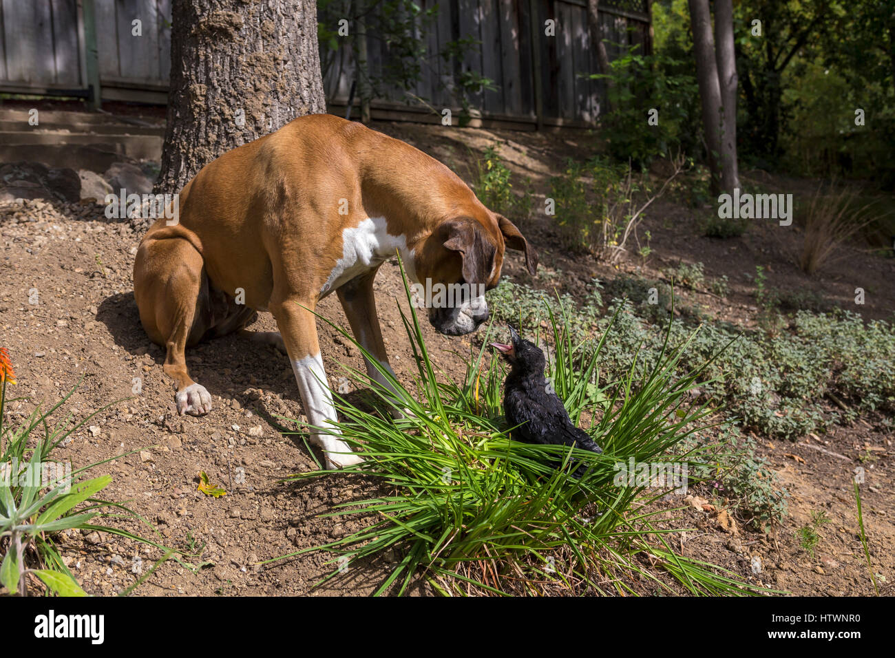 Corbeau Americain Banque D Image Et Photos Alamy Corbeau Americain Banque D Image Et Photos Alamy