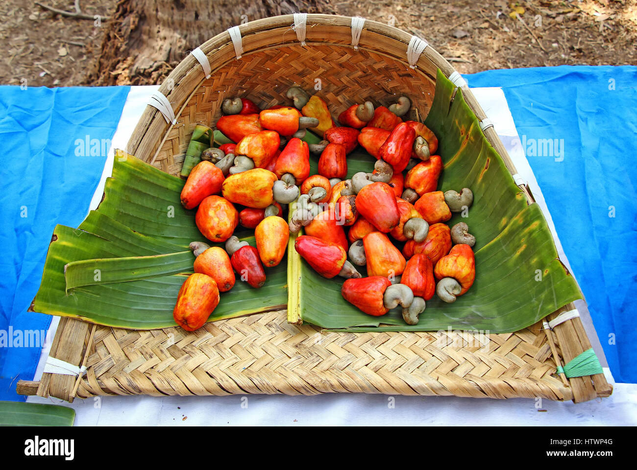 Cajou mûres récoltées avec apple, Anacardium occidentale, recueillis dans un bac de canne à Goa, Inde. Graines de cajou sont utilisés dans les recettes. Banque D'Images