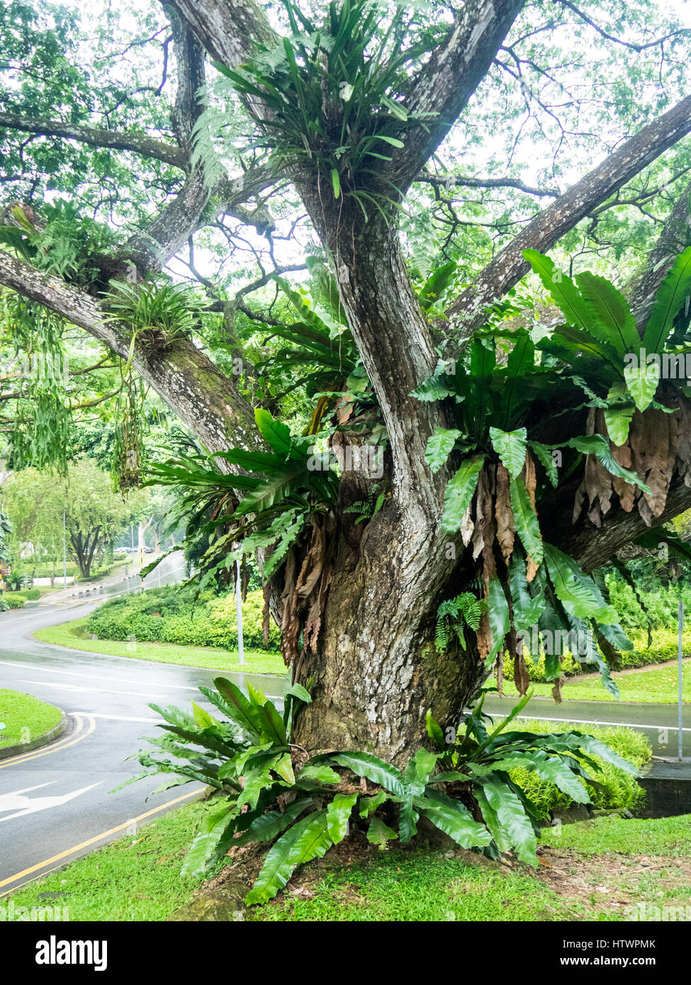 Un nid d'oiseau, fougère Asplenium nidus, poussant sur un arbre dans un parc dans Singapour. Banque D'Images