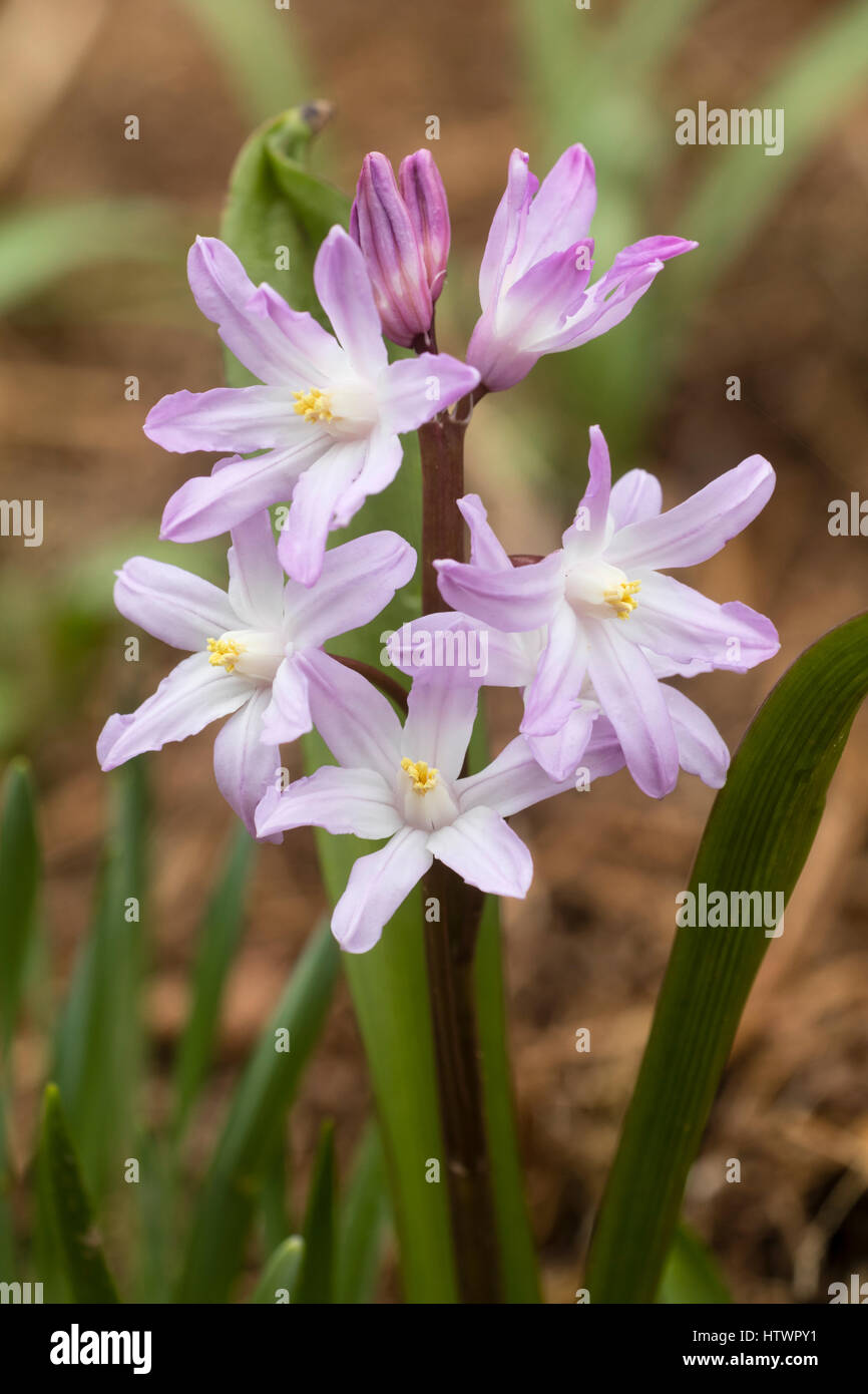 Chionodoxa forbesii 'Pink Giant', un formulaire rose de la "gloire de la neige de printemps' ampoule nain Banque D'Images