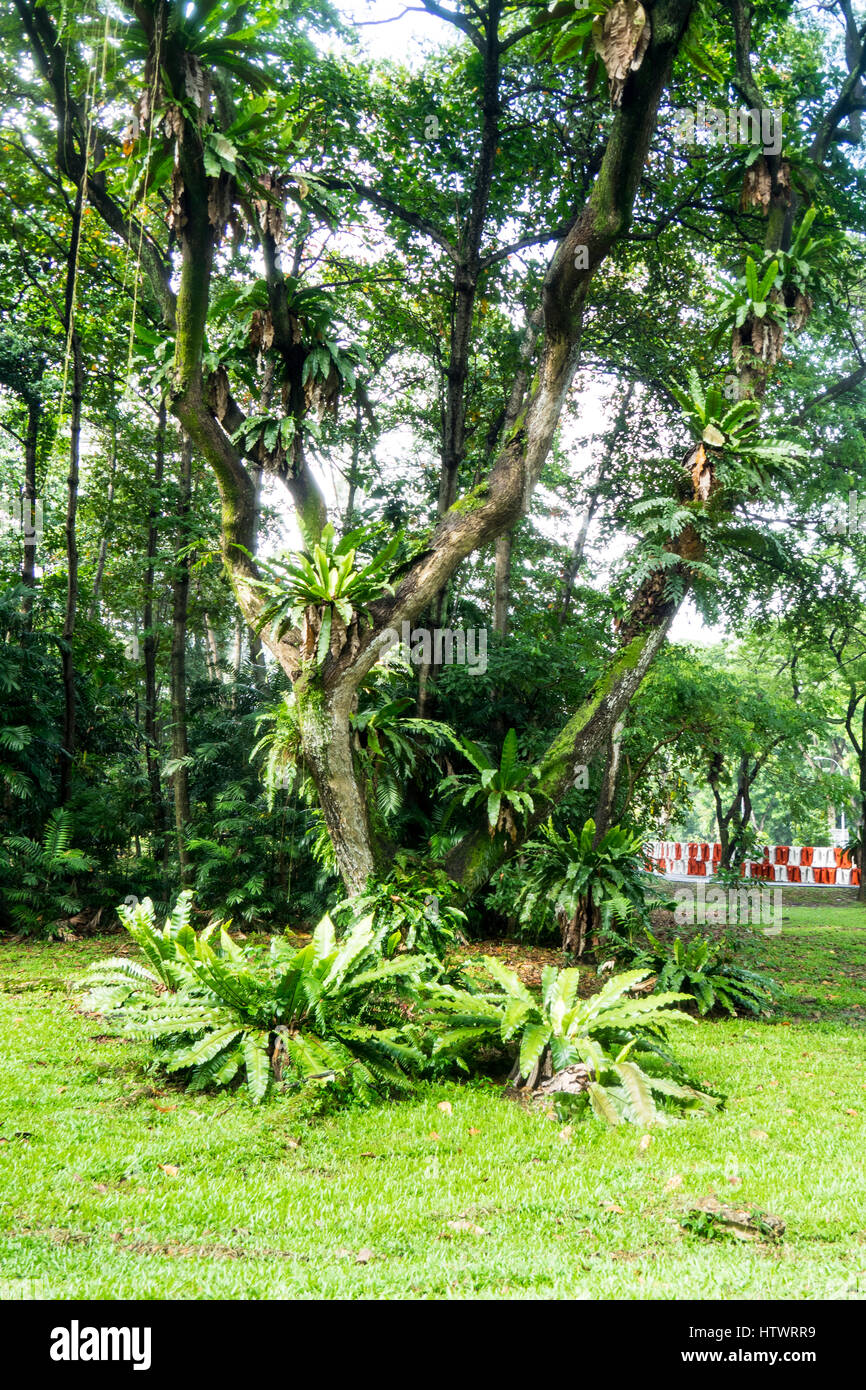 Nid d'oiseau Asplenium nidus, fougères, poussant sur un arbre dans un parc dans Singapour. Banque D'Images