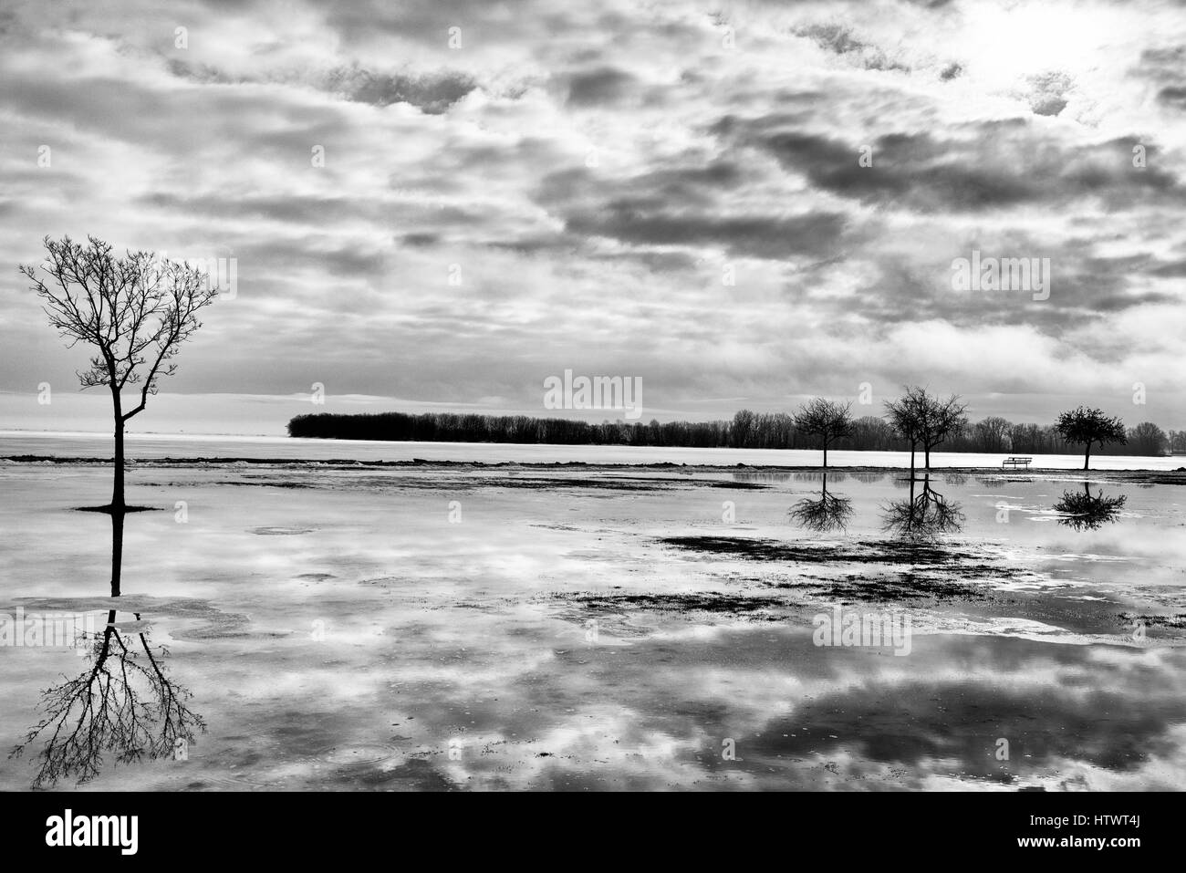 Arbres en hiver la réflexion Banque D'Images