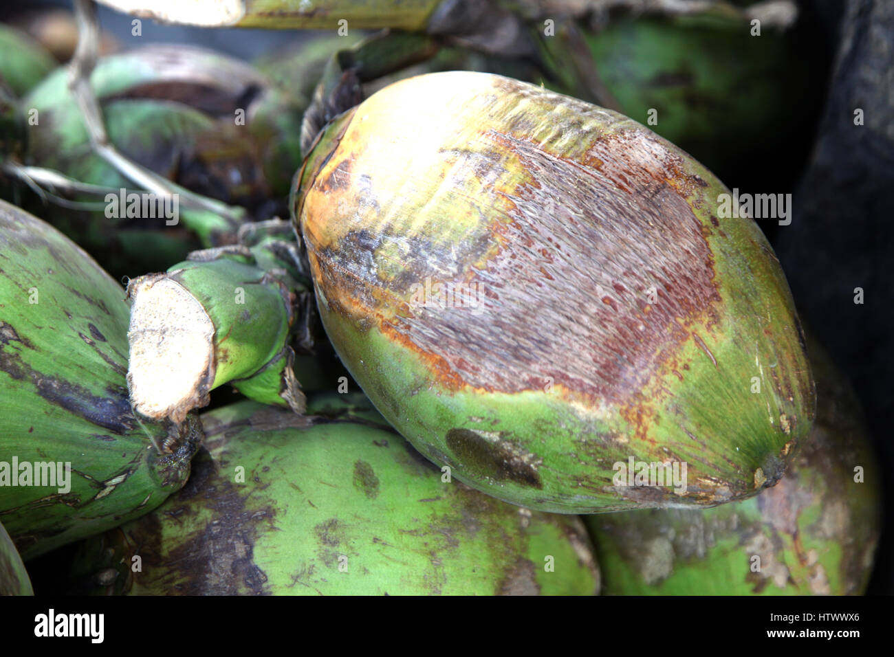 Noix de coco Bunch (Copyright © Saji Maramon) Banque D'Images