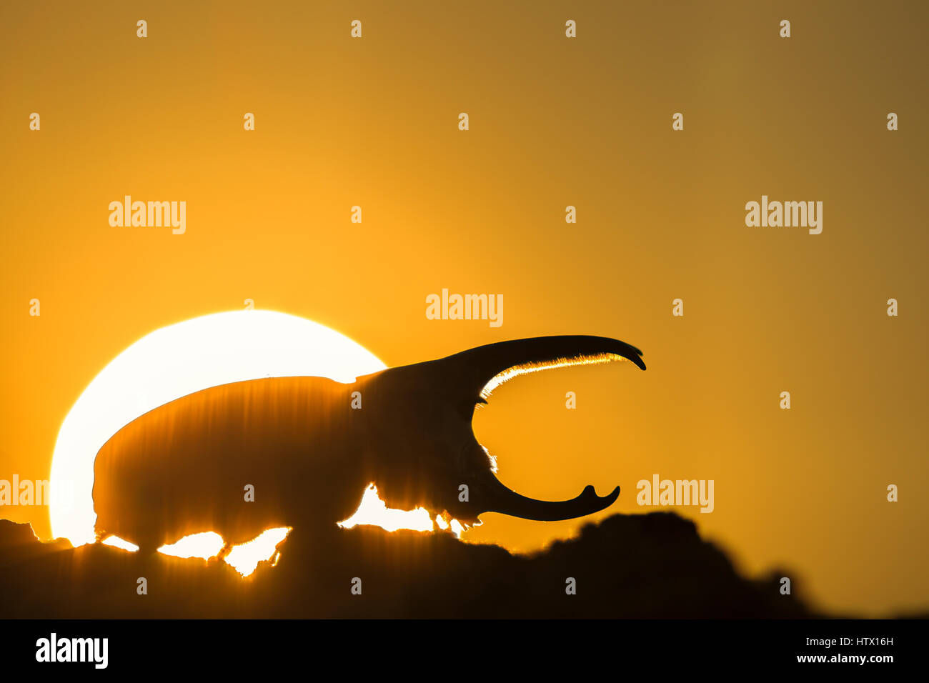 Western Hercules Beetle homme marche sur log, silhouetté par soleil levant. Cette du scarabée rhinocéros a été photographié dans l'Arizona. Banque D'Images