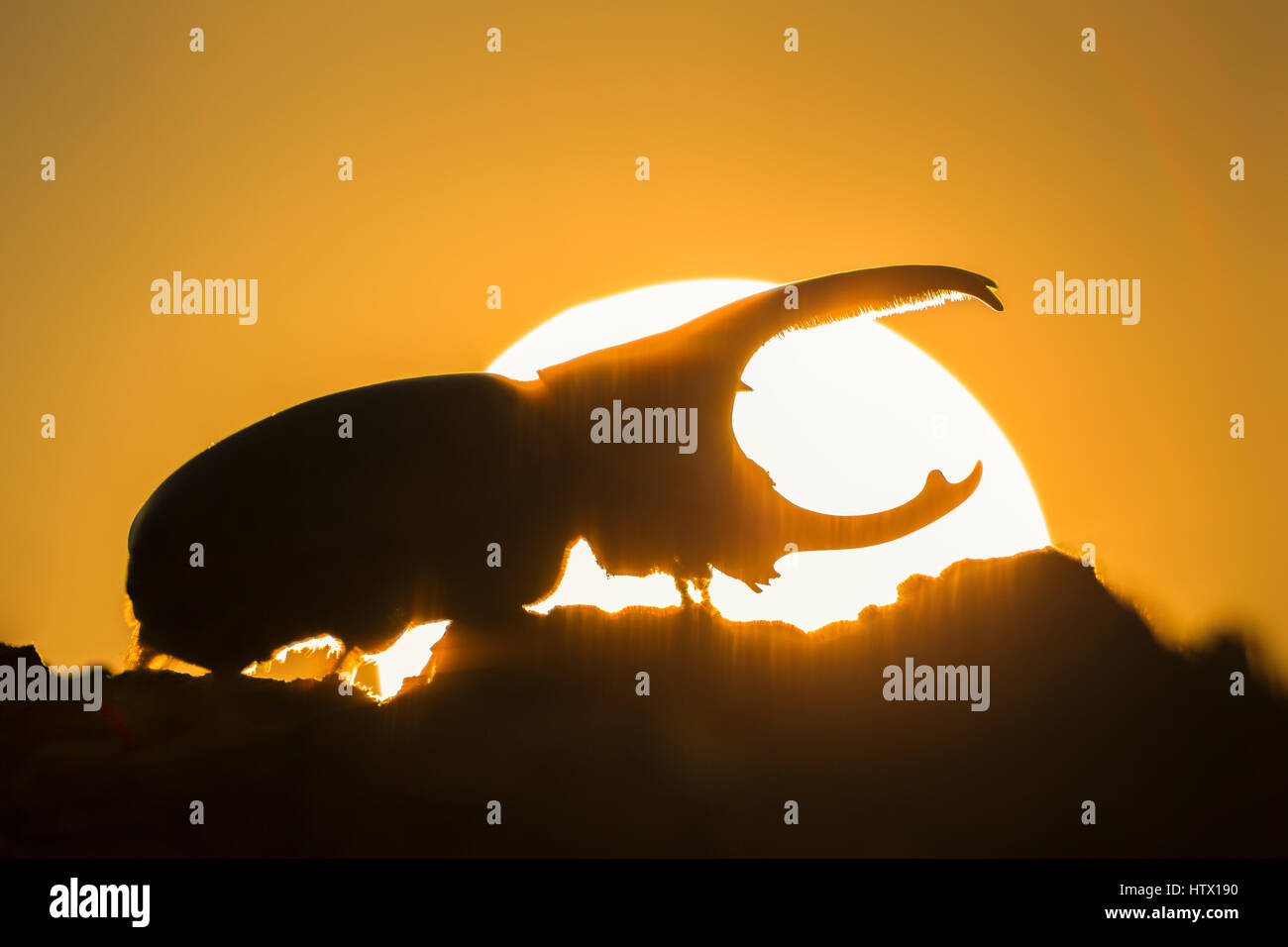 Western Hercules Beetle homme marche sur log, silhouetté par soleil levant. Cette du scarabée rhinocéros a été photographié dans l'Arizona. Banque D'Images