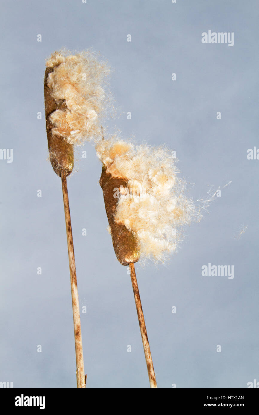 La propagation du vent de la quenouille à feuilles larges graines moelleuses Banque D'Images