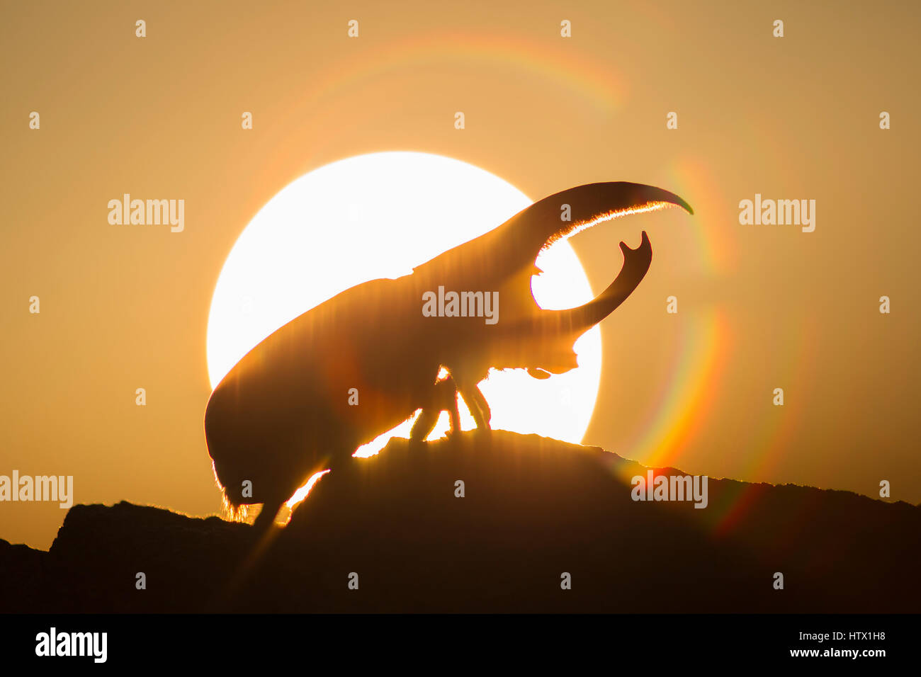 Western Hercules Beetle homme marche sur log, silhouetté par rising sun et couleurs arc-en-ciel. Cette du scarabée rhinocéros a été photographié dans l'Arizona. Banque D'Images