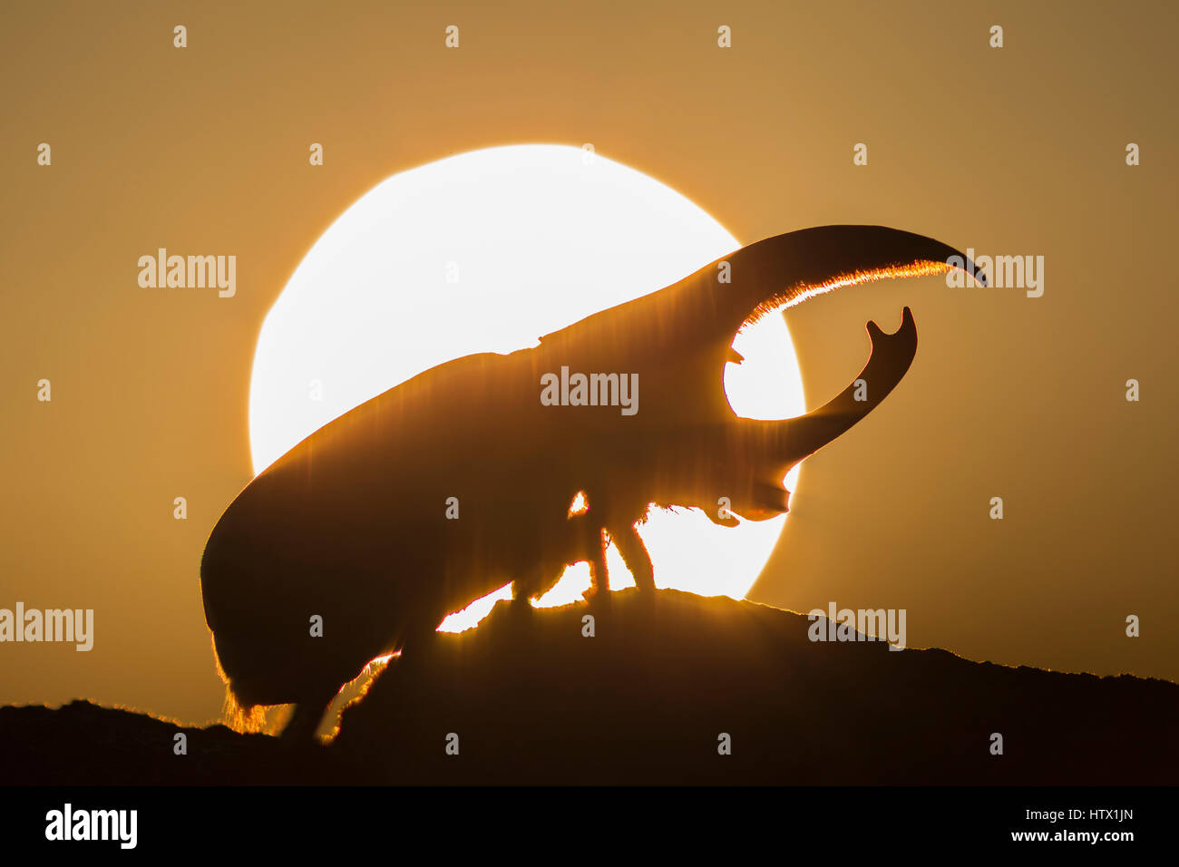 Western Hercules Beetle homme marche sur log, silhouetté par soleil levant. Cette du scarabée rhinocéros a été photographié dans l'Arizona. Banque D'Images