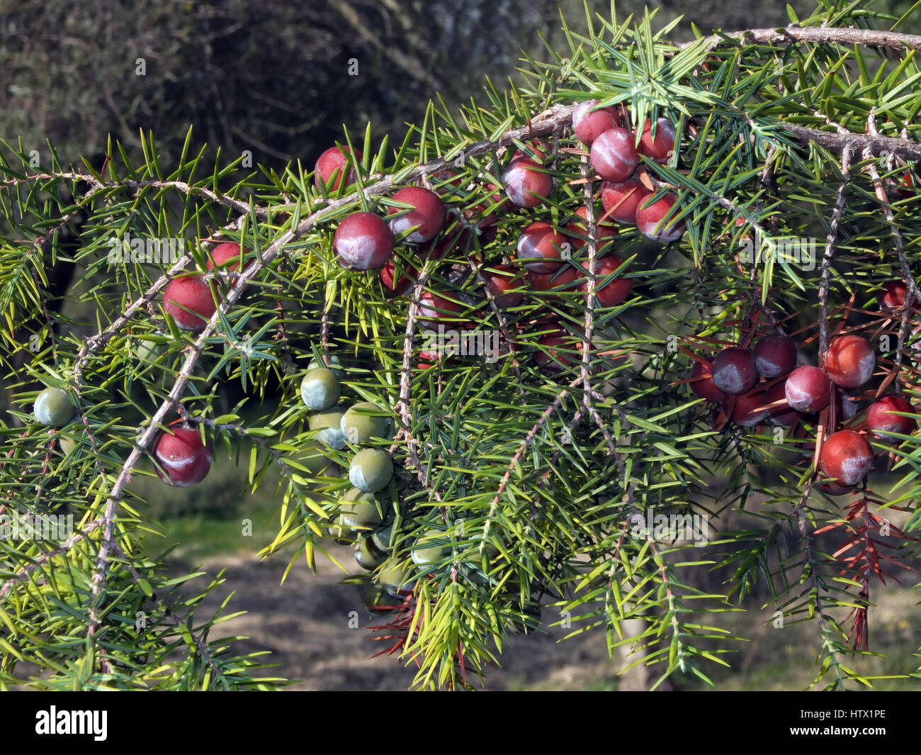 Le genévrier (Juniperus communis) Banque D'Images