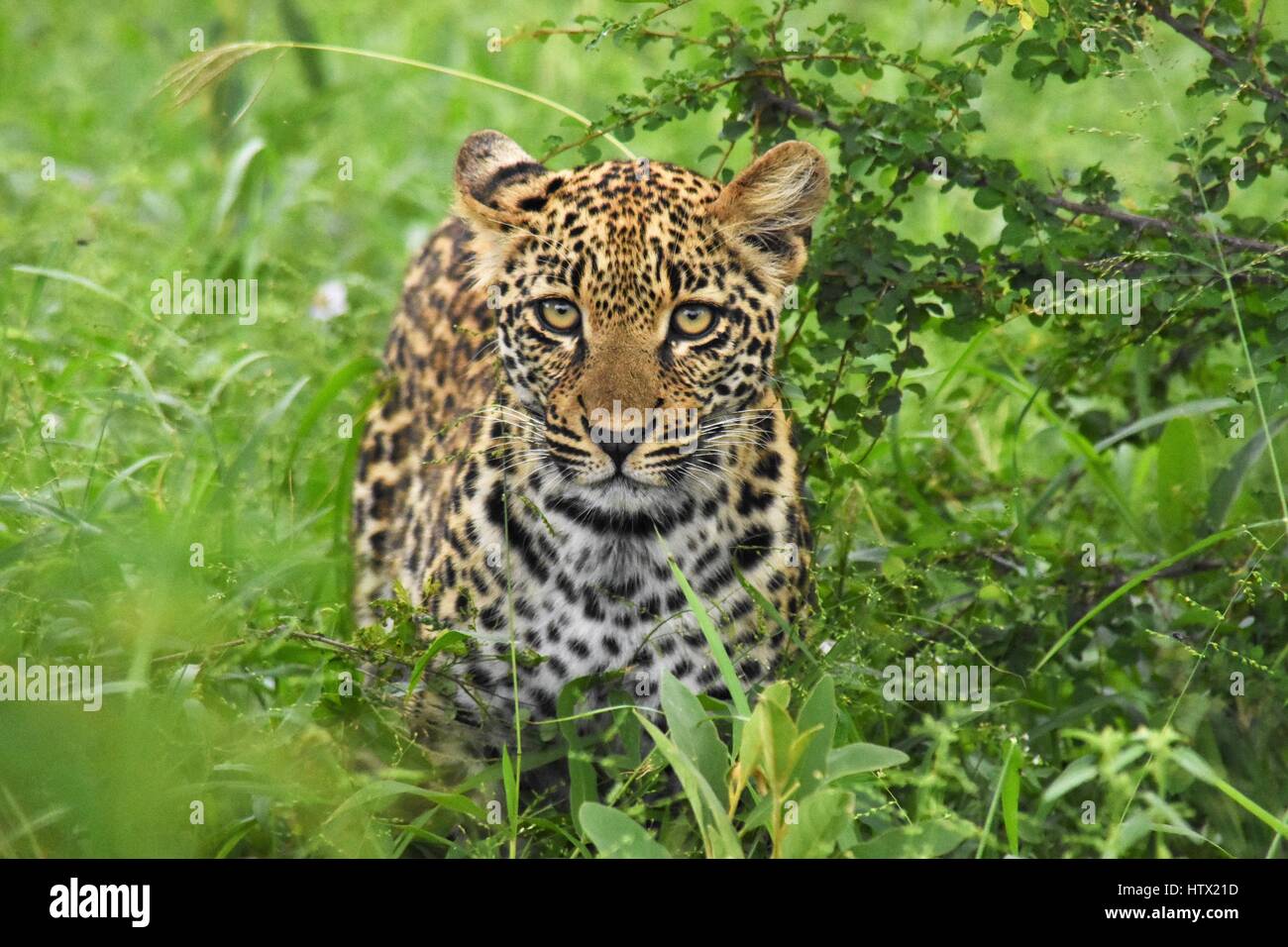 Leopard bébé dans le pinceau de l'Afrique du Sud Banque D'Images