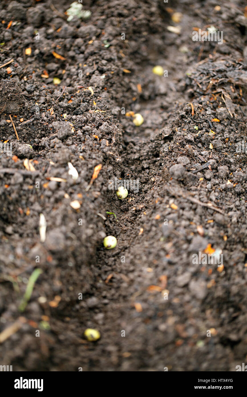 Gros plan de semences de légumes fixant dans le sol Banque D'Images