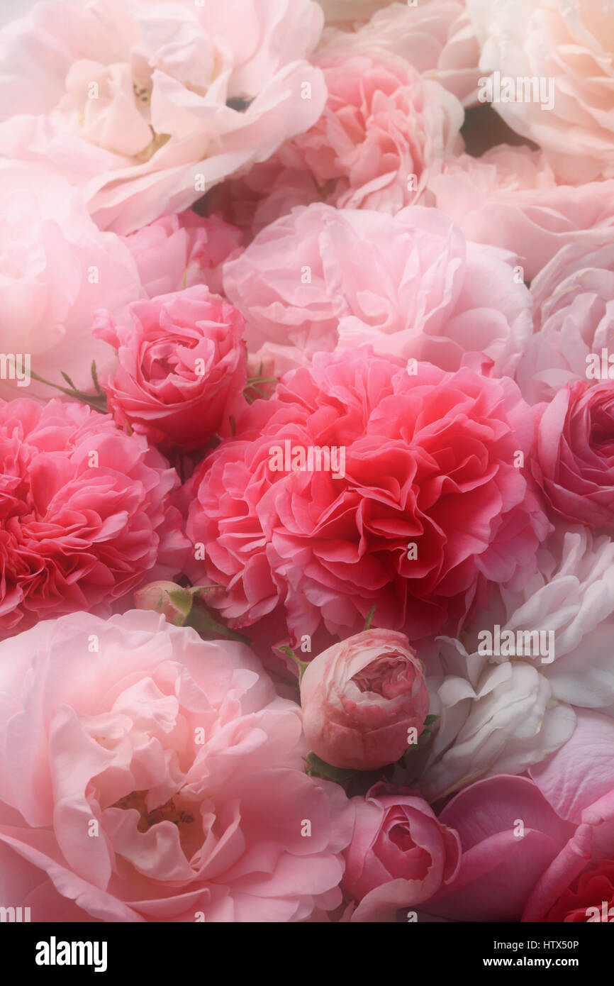 Image de fleurs roses rose vintage nostalgique Banque D'Images