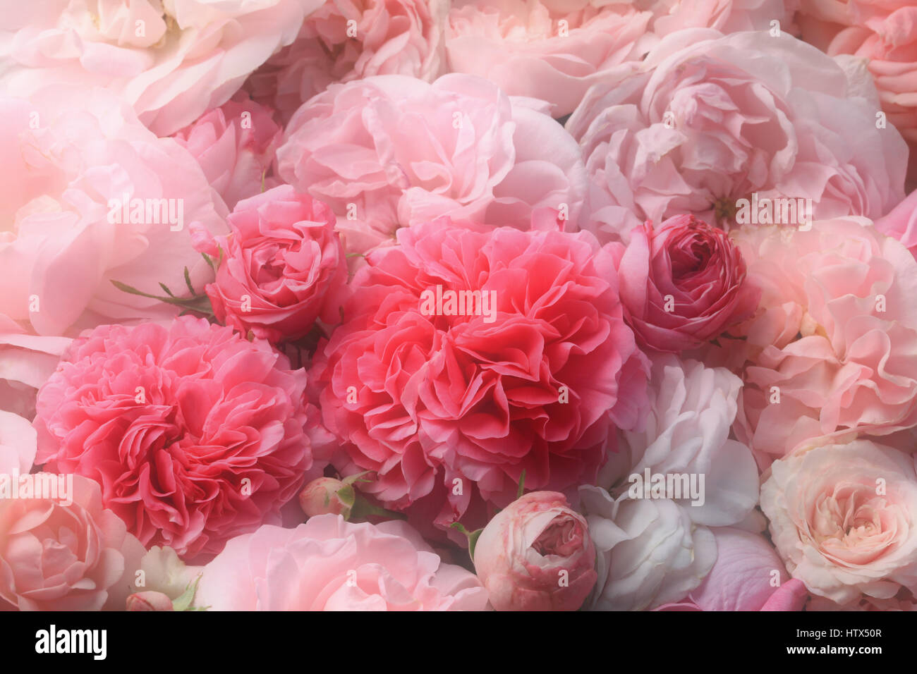 Image de fleurs roses rose vintage nostalgique Banque D'Images