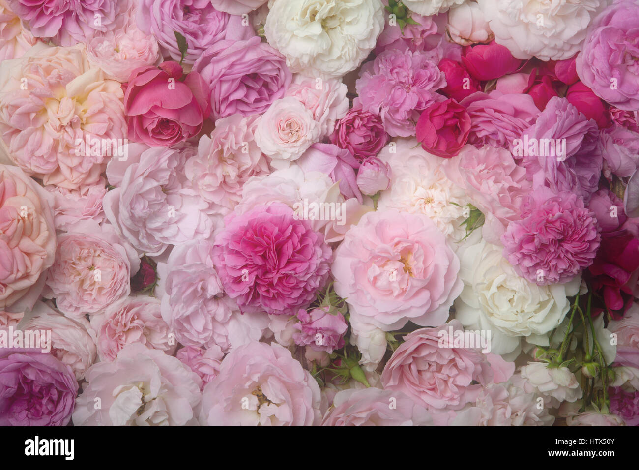Image de fond rose vintage roses. Banque D'Images