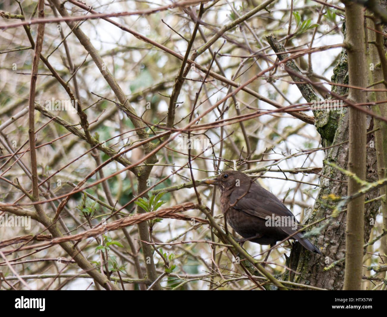 Une dame blackbird perché sur une branche. Banque D'Images