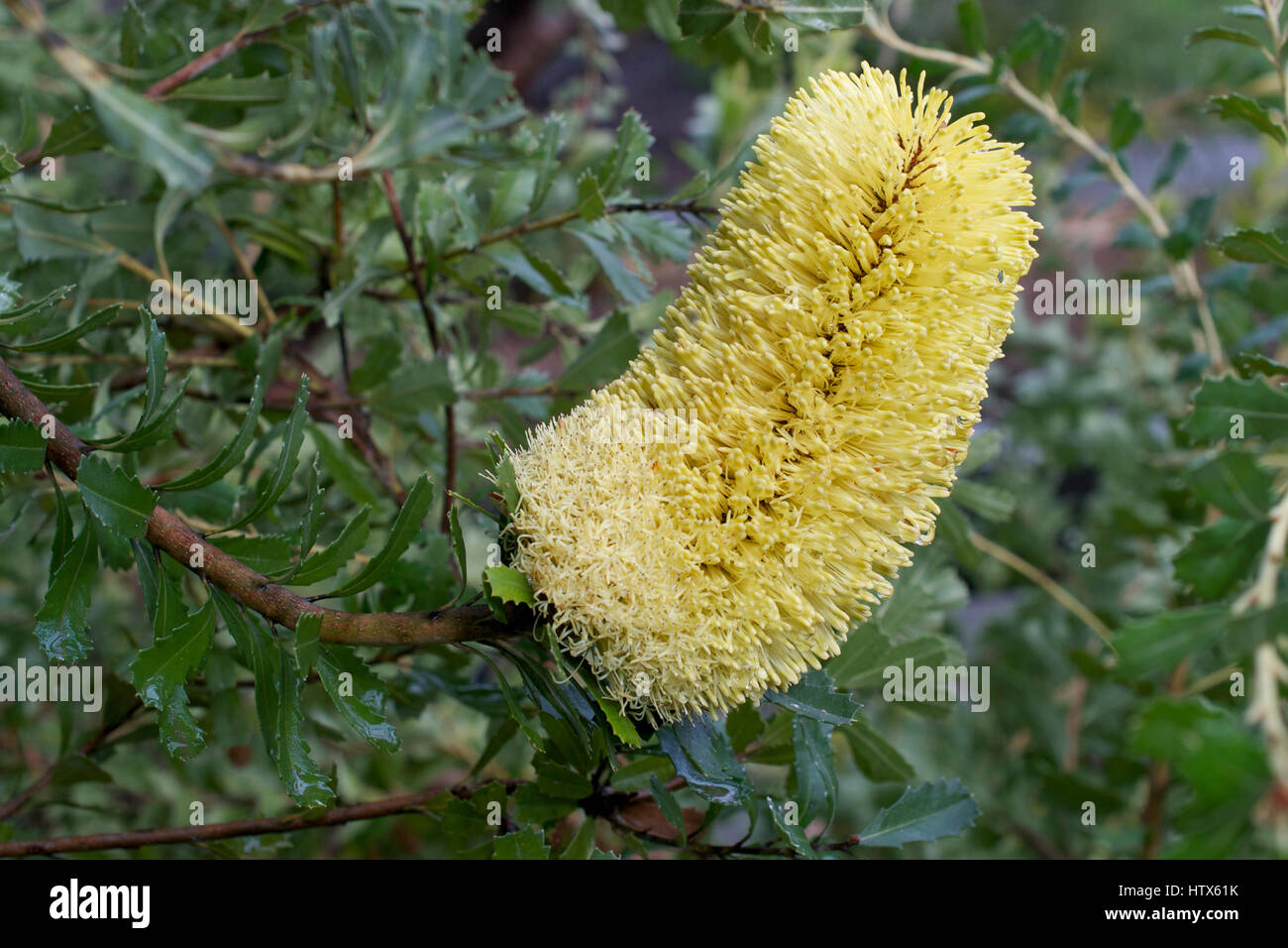 Gros plan sur le jaune influorescence de Banksia, une société australienne de la floraison de plantes indigènes à un arboretum en Californie Banque D'Images