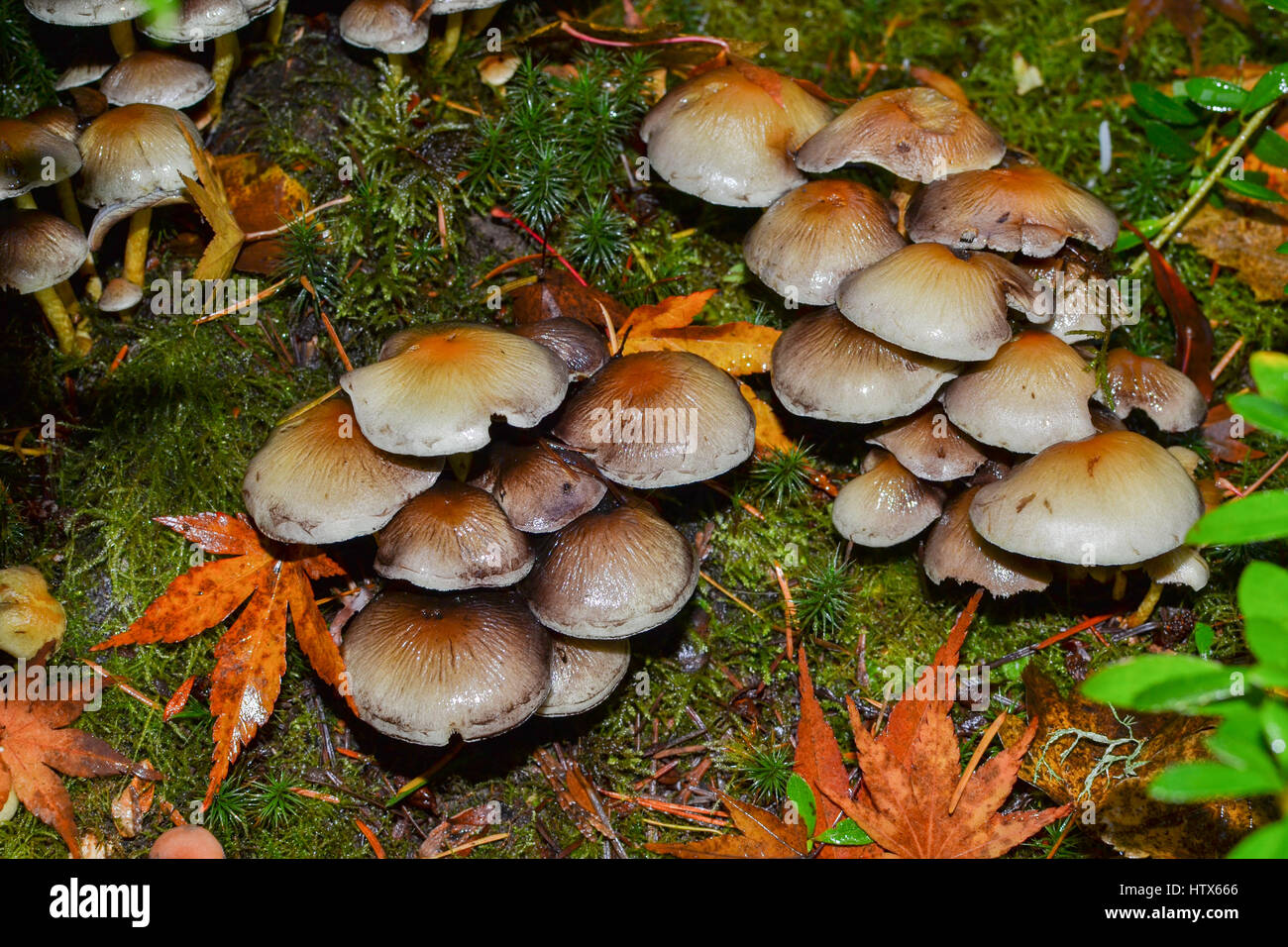 Gros plan sur un groupe de champignons non identifiés vus du dessus, sur le sol après une pluie, dans l'Oregon, USA Banque D'Images