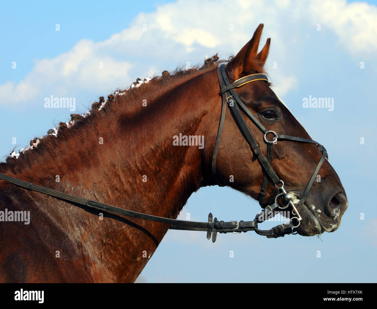 Mors à olives simple brisure en cuir - Equitation