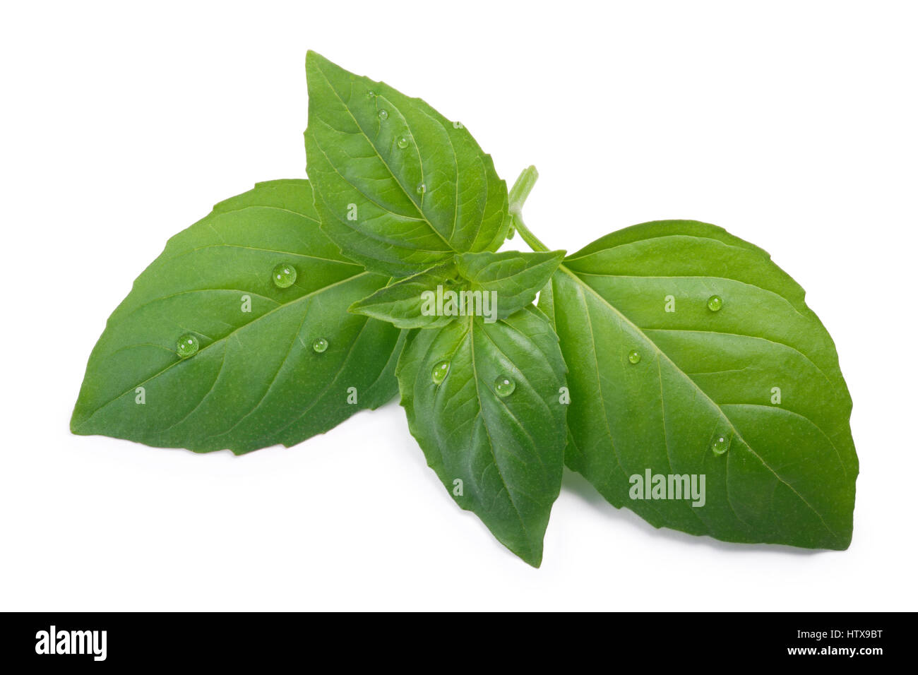 Ou thaï parfumé sainte lance-comme le BASILIC (Ocimum sanctum) feuilles.  Vue de dessus, chemins de détourage, séparés de l'ombre Photo Stock - Alamy
