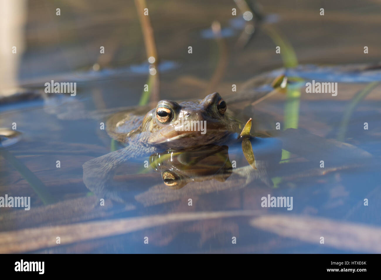 Crapaud commun (Bufo bufo) dans un étang Banque D'Images