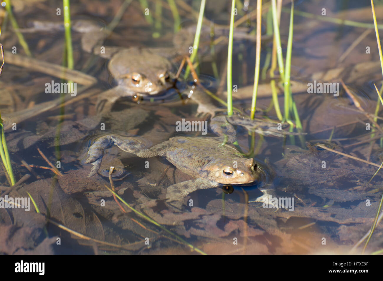 Le crapaud commun (Bufo bufo) dans un étang Banque D'Images