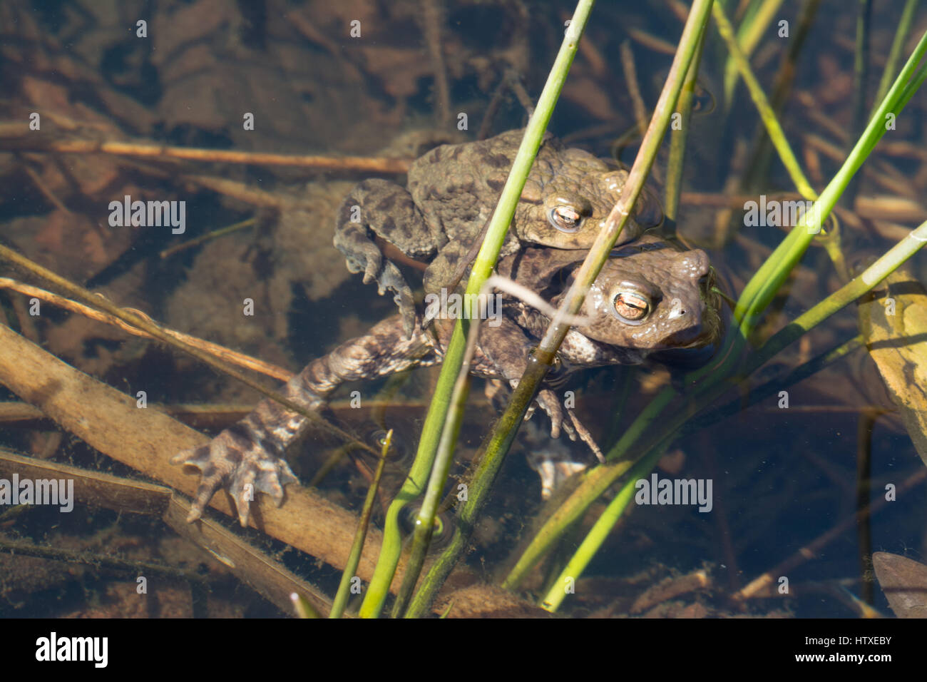 Le crapaud commun (Bufo bufo) en amplexus Banque D'Images