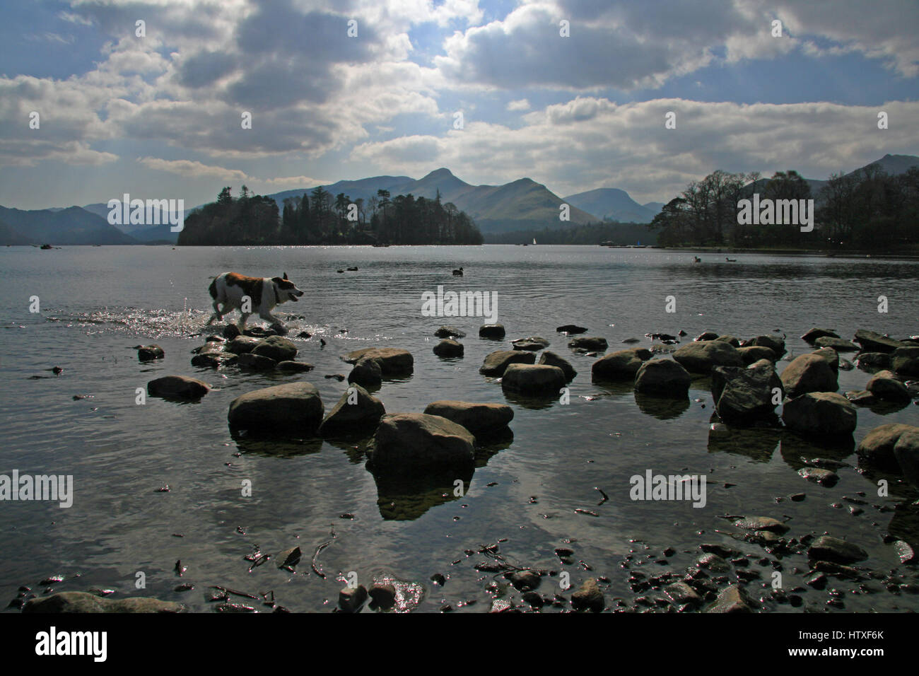 Vue depuis la rive du Derwent Water à Keswick dans le Lake District à l'égard de la lande Catbells avec un chien dans l'eau jouant Banque D'Images