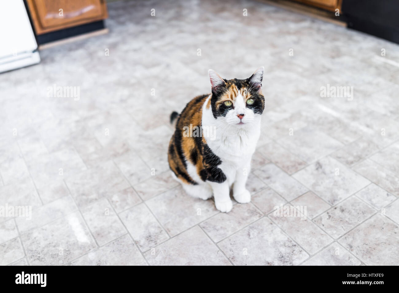 Chat calico faim assis sur plancher de la cuisine Banque D'Images