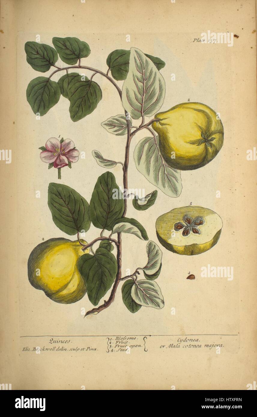 Illustration botanique de coings ou Cydonea ou majora Mala cotonea, 1900. Image courtoisie National Library of Medicine. Banque D'Images