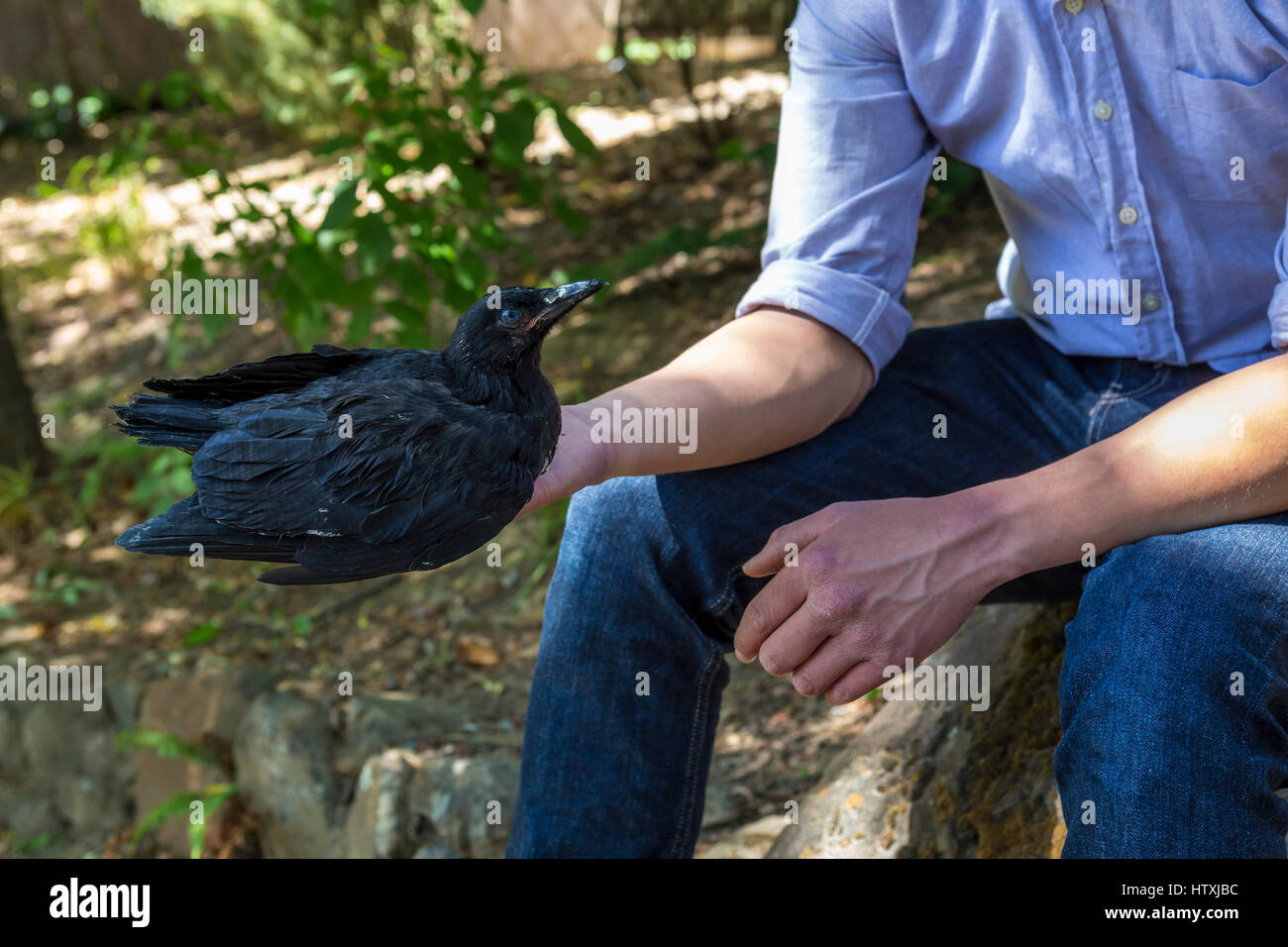 Corbeau Americain Banque D Image Et Photos Alamy Corbeau Americain Banque D Image Et Photos Alamy