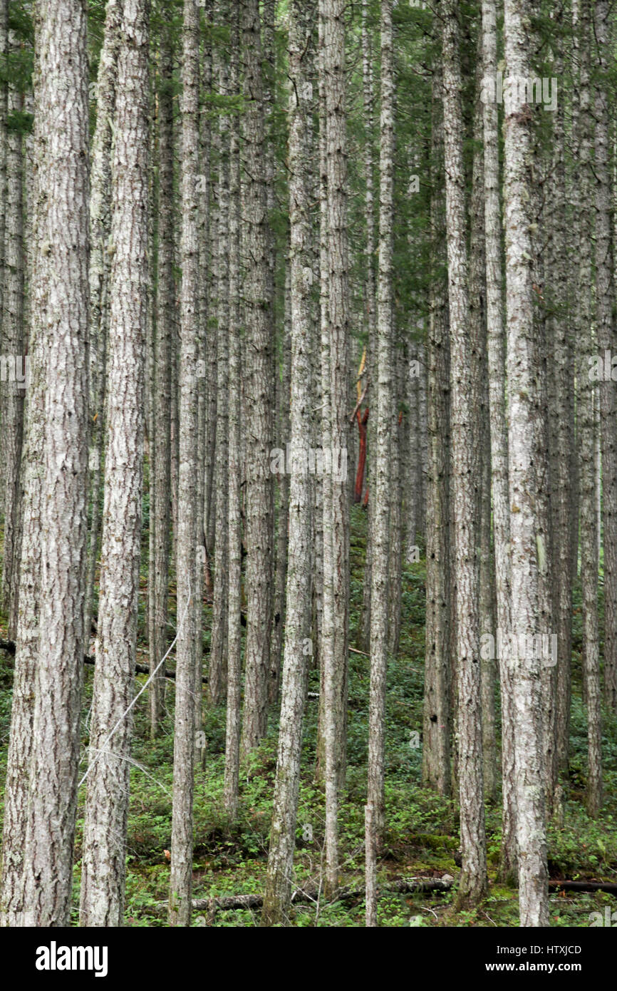 La monoculture d'arbres, Cowichan Valley, l'île de Vancouver, Colombie-Britannique Banque D'Images