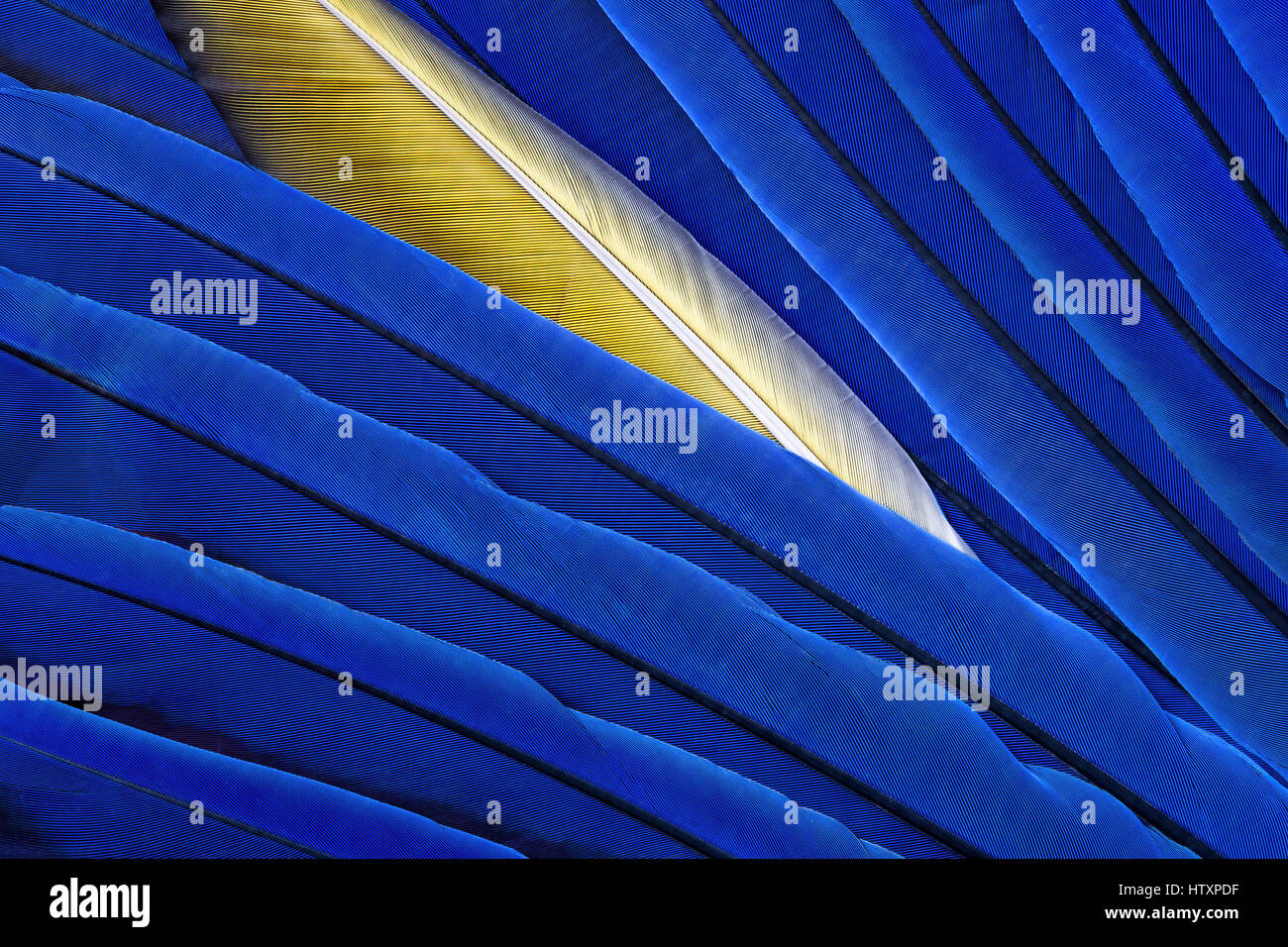 De plumes bleu et jaune Ara ararauna Banque D'Images
