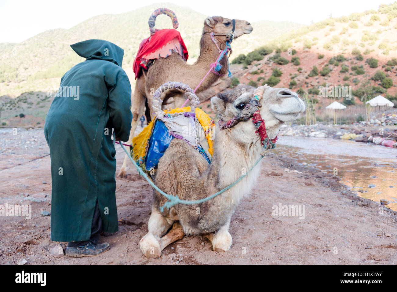 Deux chameaux avec le propriétaire de l'homme se préparer à long voyage. Close up vertical camel tête portrait Banque D'Images
