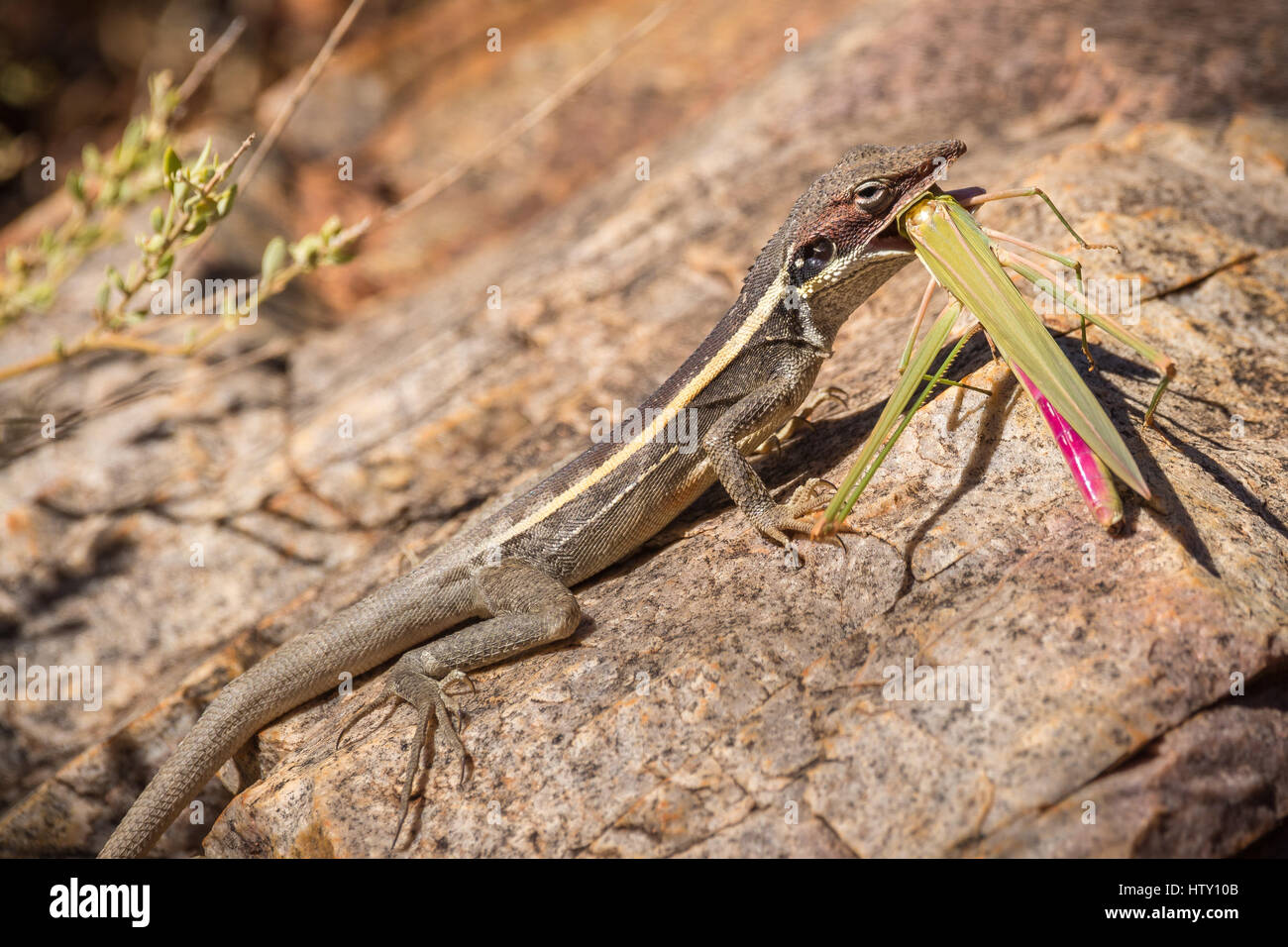 (Dragon bec long Gowidon longirostris) Banque D'Images