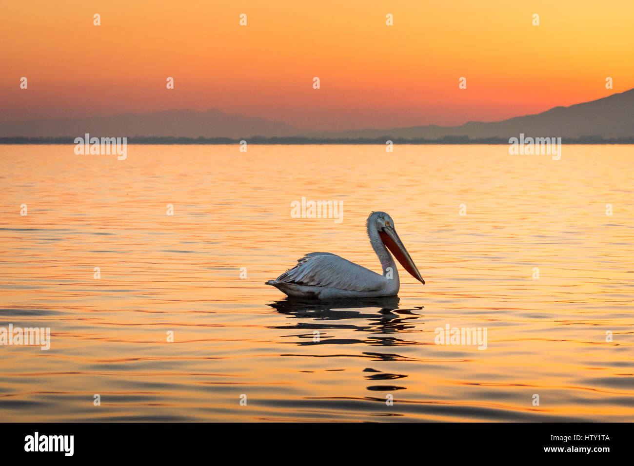 Les pélicans dalmates à Kerkini Lake dans le Nord de la Grèce avec les réflexions dans l'eau et montagnes à l'arrière-plan. Banque D'Images