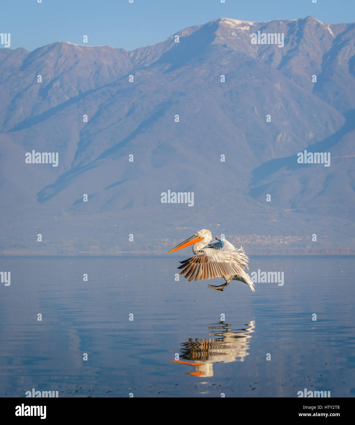 Les pélicans dalmates à Kerkini Lake dans le Nord de la Grèce avec les réflexions dans l'eau et montagnes à l'arrière-plan. Banque D'Images