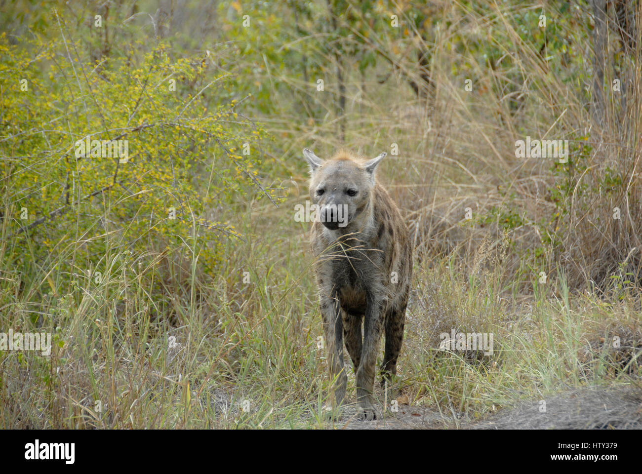 L'hyène tachetée, Kruger National Park, Afrique du Sud Banque D'Images