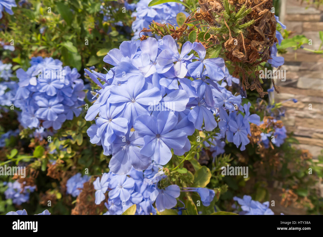 Fleurs bleu plumbago auriculata, Cap-leadwort, blue jasmine Banque D'Images